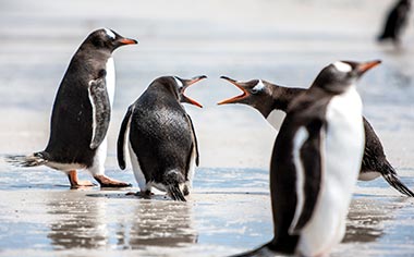 Penguins on Port Stanley, Falkland Islands